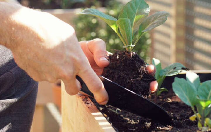 einpflanzen im hochbeet 800x500